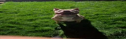 American Bulldog dogs for sale: 2year old American Bulldog in Hartlepool - Advert 4