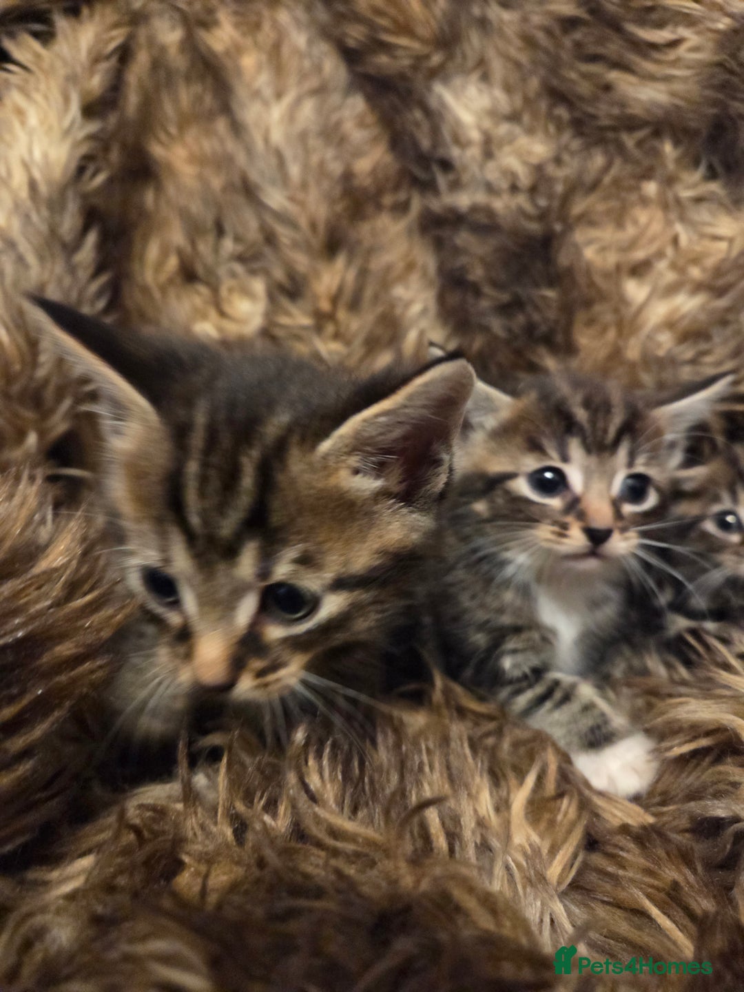 Mixed Breed cats for sale: 5 Adorable Kittens Ready for New Homes! - Image 22