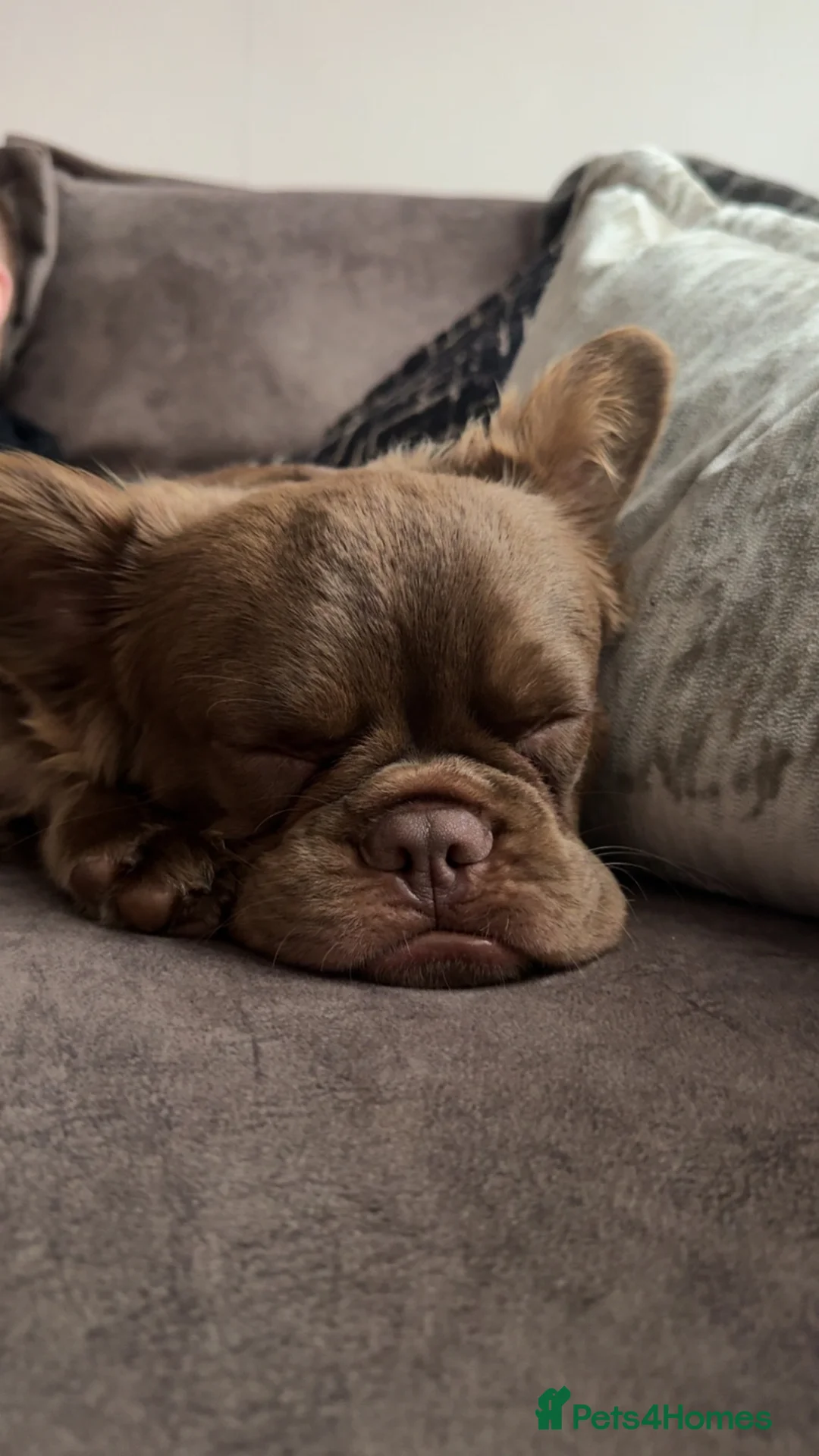 French Bulldog dogs for stud: FLUFFY FRENCHIE NEW SHADE ROJO in Dundee - Advert 4