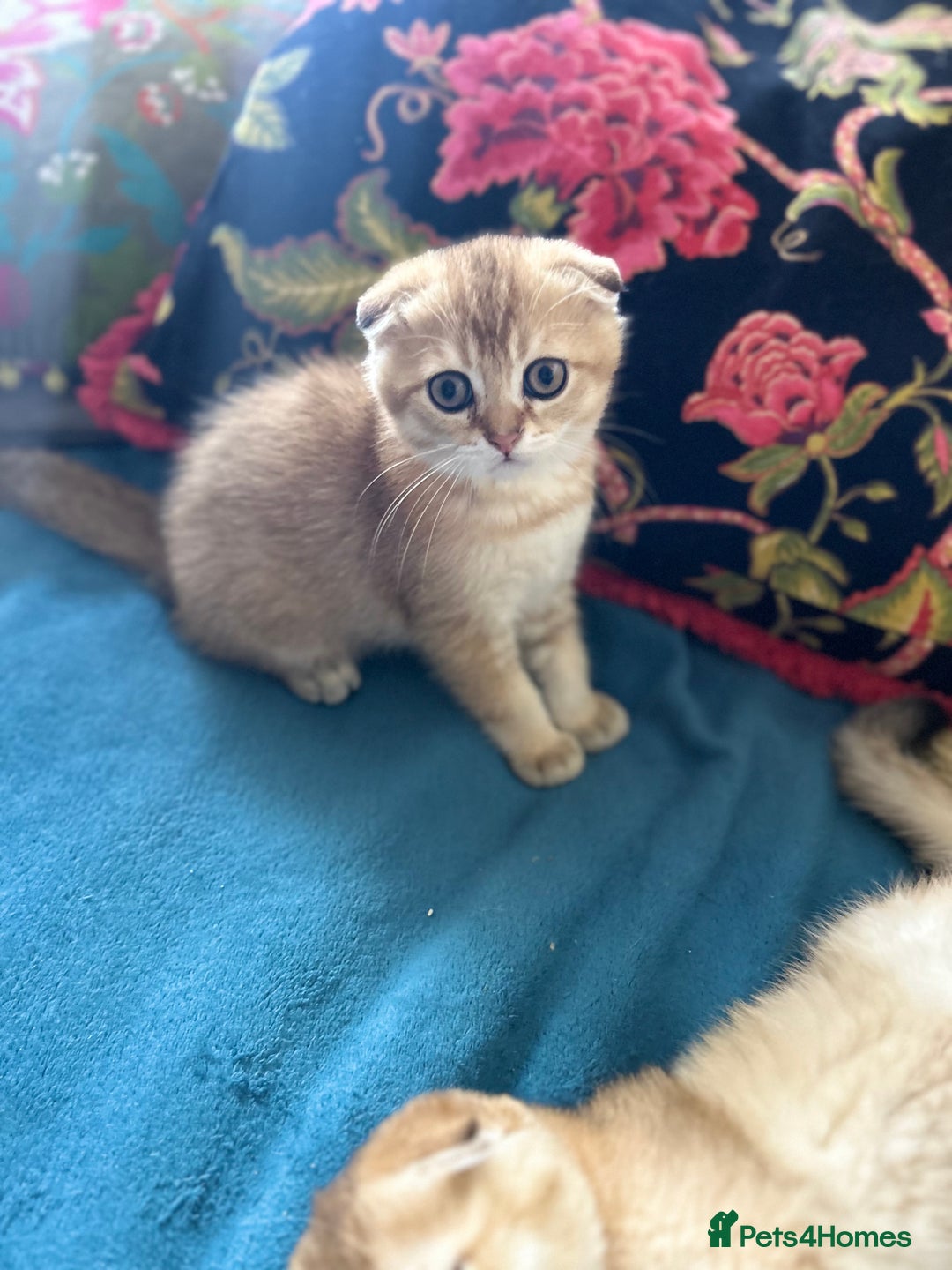 Scottish Fold cats for sale: Gold Chinchilla Scottish fold baby’s  - Image 17