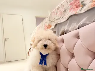 Maltipoo dogs 5‑Month‑Old Maltipooo Looking for a Loving Home - Advert 1