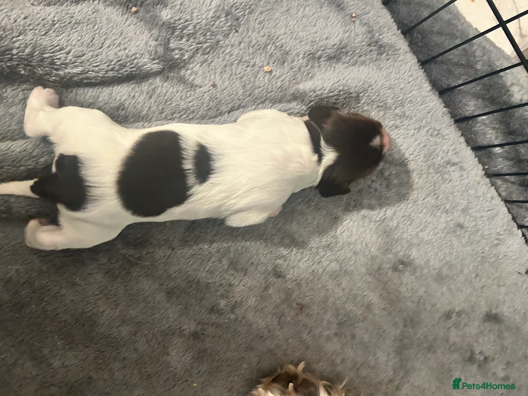 Sprollie dogs for sale: Beautiful litter of sprollies - Advert 8