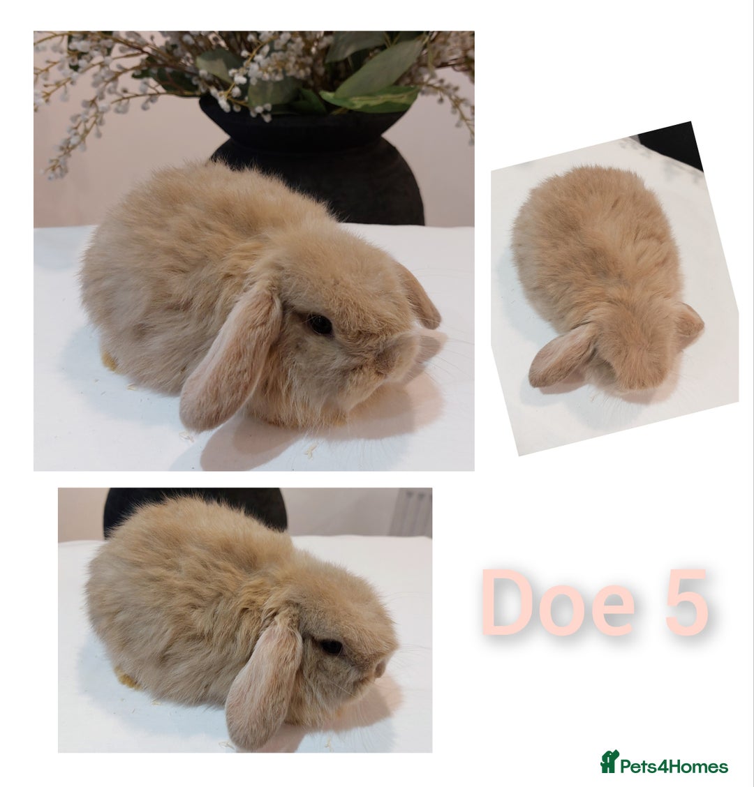 Mini Lop rabbits for sale: Stunning Mini Lop Baby Rabbits - Advert 10