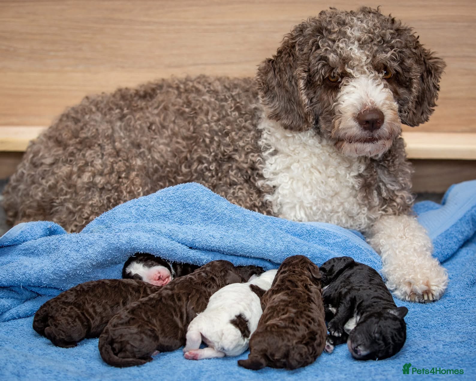 Spanish Water Dog dogs Top litter of Spanish water puppies  - Advert 5