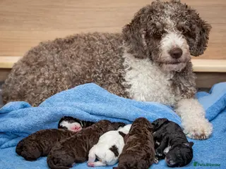 Spanish Water Dog dogs Top litter of Spanish water puppies - Advert 5