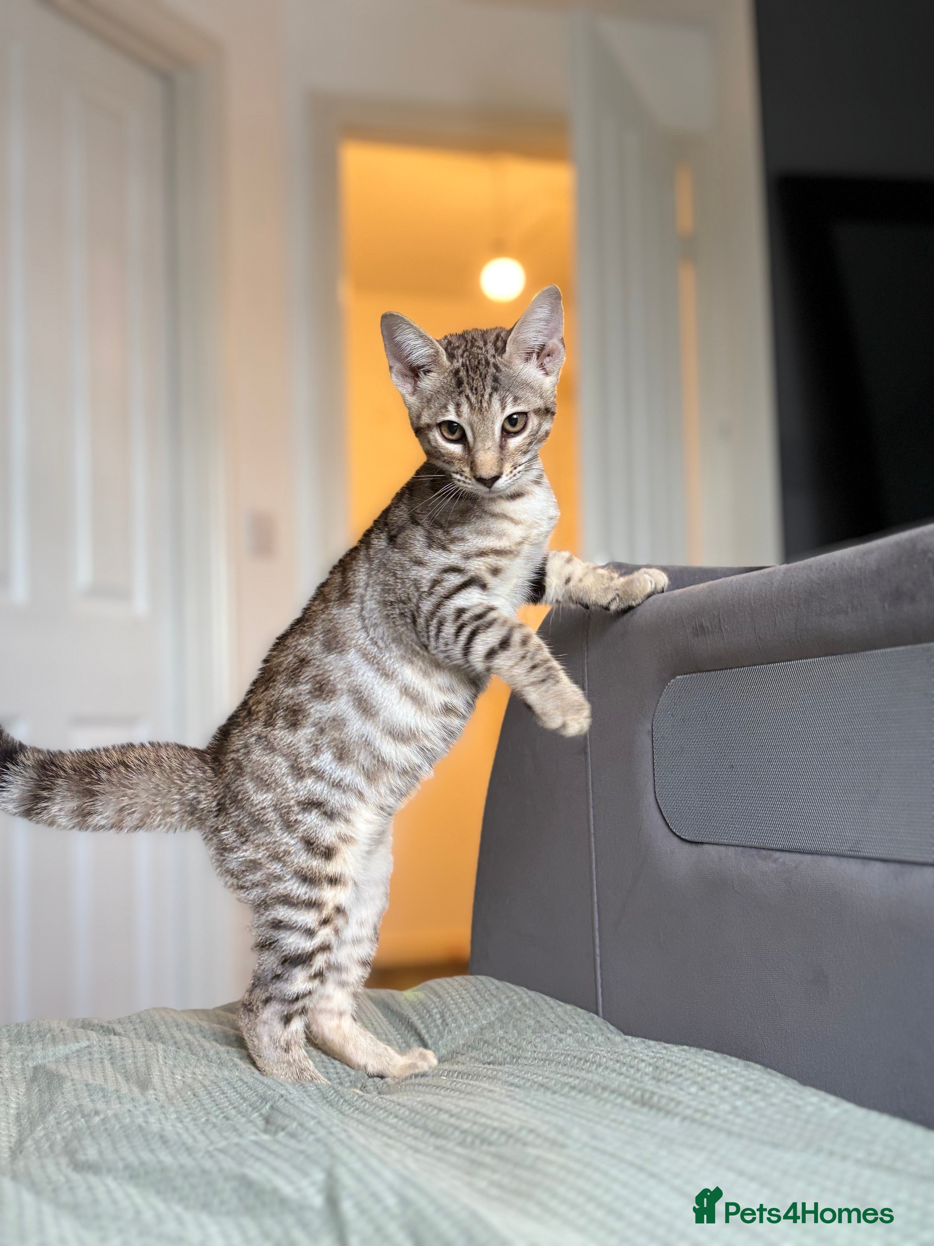 Savannah cats Stunning and Rare Kiwanga Pedigree F3 Savannahs  - Advert 10