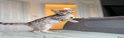 Savannah cats for sale: Stunning and Rare Kiwanga Pedigree F3 Savannahs  - Advert 1