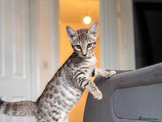 Savannah cats Stunning and Rare Kiwanga Pedigree F3 Savannahs - Advert 15