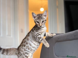 Savannah cats Stunning and Rare Kiwanga Pedigree F3 Savannahs - Advert 21