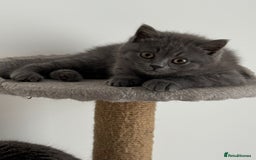 British Shorthair cats for sale: British shorthair kitten”Ready now” - Image 5