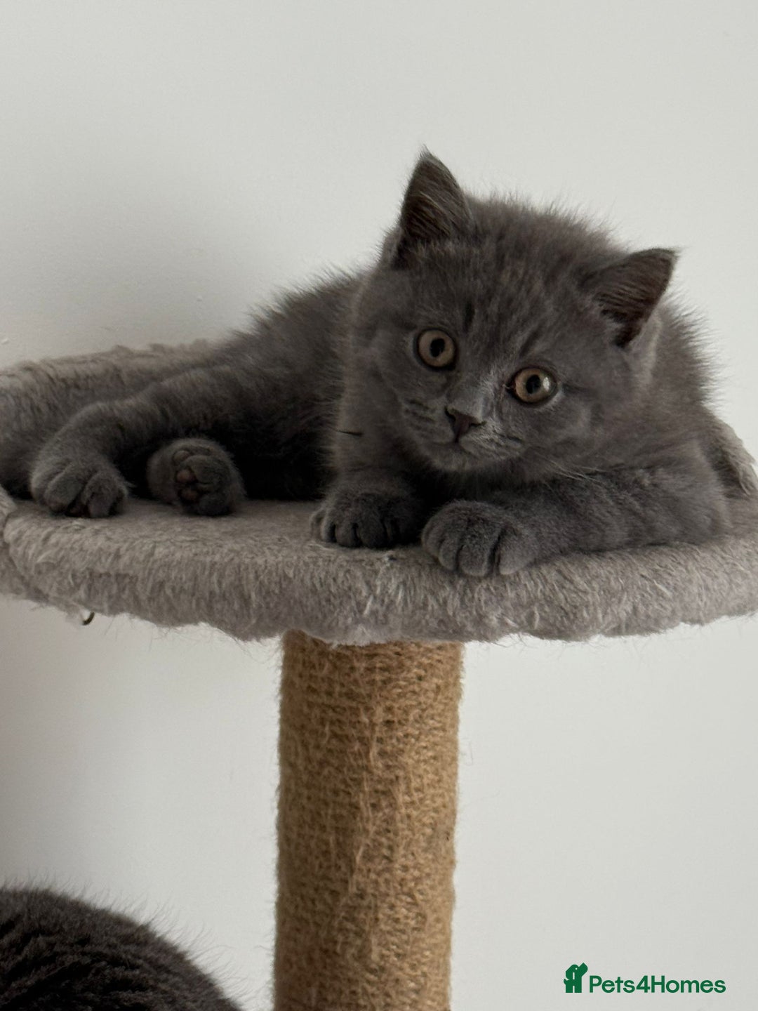 British Shorthair cats for sale: British shorthair kitten”Ready now” - Image 5