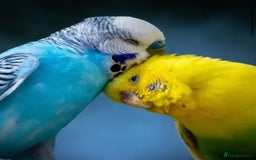 Budgerigars birds for sale: 2 pet budgies   - Image 1