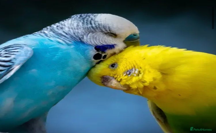 Budgerigars birds - Advert 1