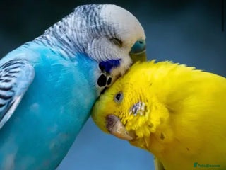 Budgerigars birds - Advert 24