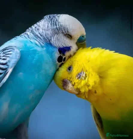 Budgerigars birds - Advert 7