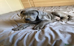 Great Dane dogs for sale: Great Dane puppies  - Image 8