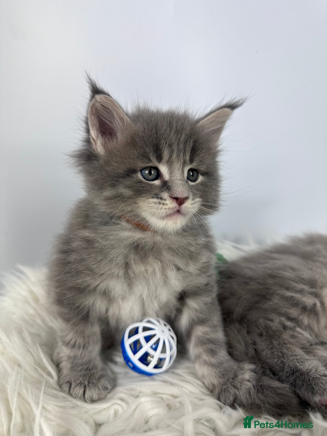 Maine Coon cats for sale: 6 Gorgeous Pure Breed Maine Coon Kittens - Advert 23