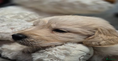 Golden Retriever dogs - Advert 3