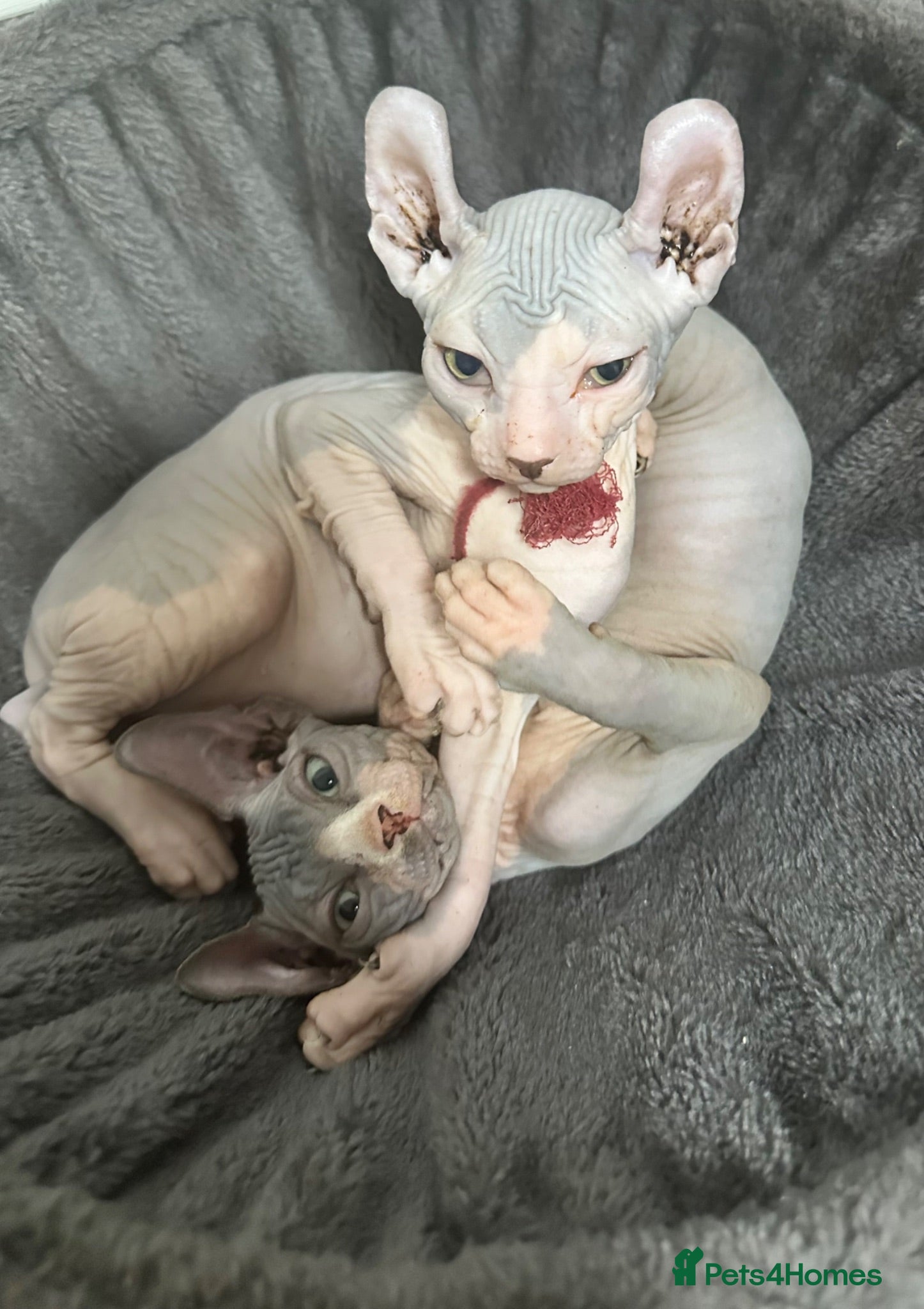 Sphynx cats Stunning boys ready now  - Advert 4