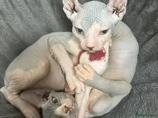 Sphynx cats Stunning boys ready now - Advert 4
