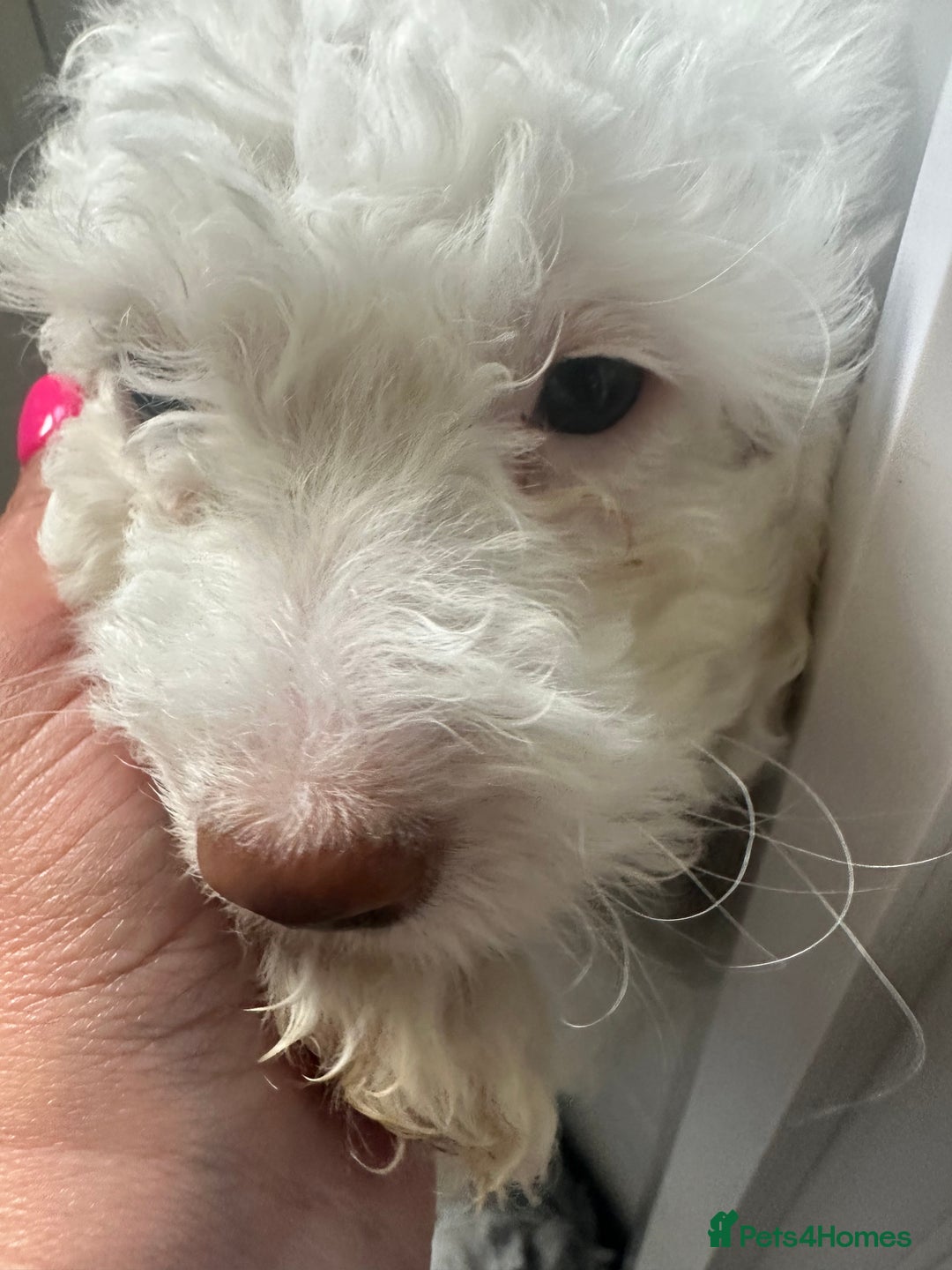 Mixed Breed dogs for sale: Gorgeous F2 Cocapoo puppies PRA clear in Cheltenham - Image 6