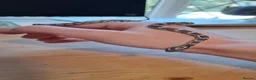 Corn Snake reptiles for sale: Beautiful female anery cornsnake in Oxted - Advert 4