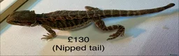 Bearded Dragon reptiles for sale: Beautiful baby bearded dragons  - Advert 5