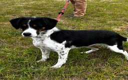 Mixed Breed dogs for sale: Willow is looking for a new home - Image 1
