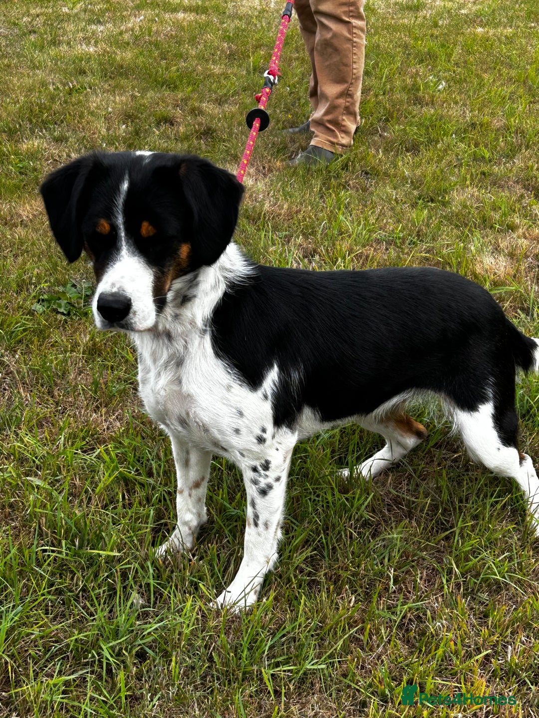 Mixed Breed dogs for sale: Willow is looking for a new home - Image 1