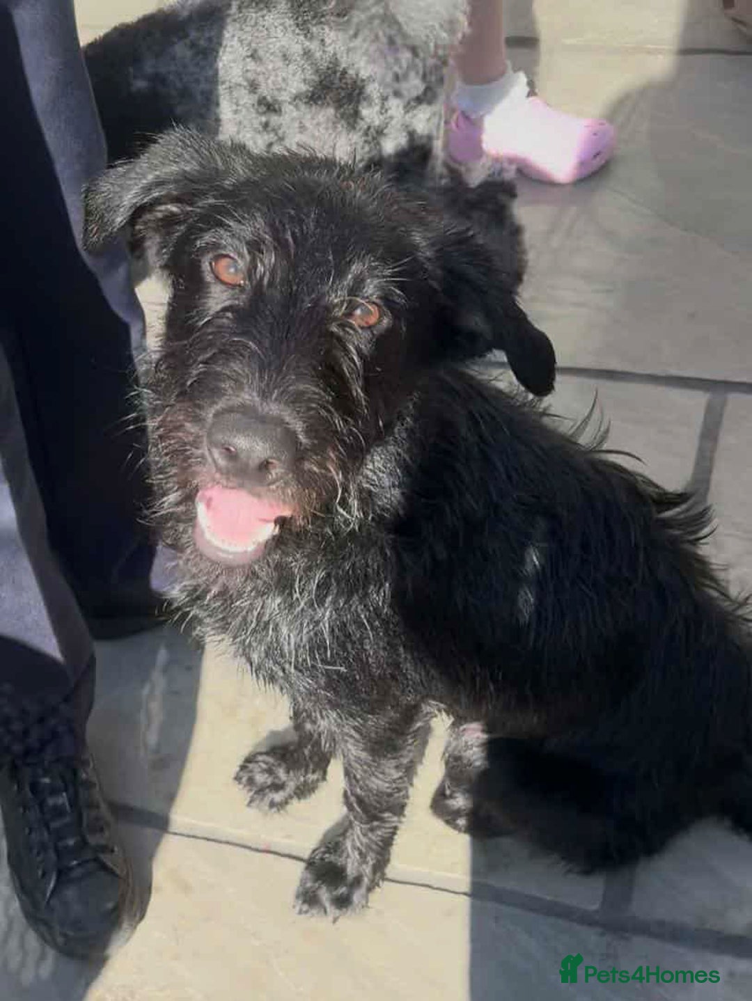 Mixed Breed dogs for adoption: DOLLY - Really Wants a Canine Buddy! - Image 2