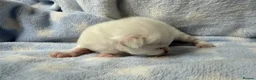 Ragdoll cats for sale: Stunning Ragdoll kittens Blue & Lilac Mitted boys  - Advert 15