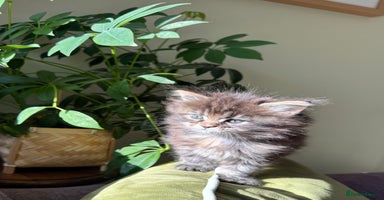 Maine Coon cats - Advert 15
