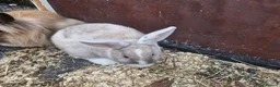 Lionhead rabbits for sale: Lion head  rabbits  - Advert 3