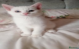 Mixed Breed cats for sale: 1 male 1 female  - Image 2