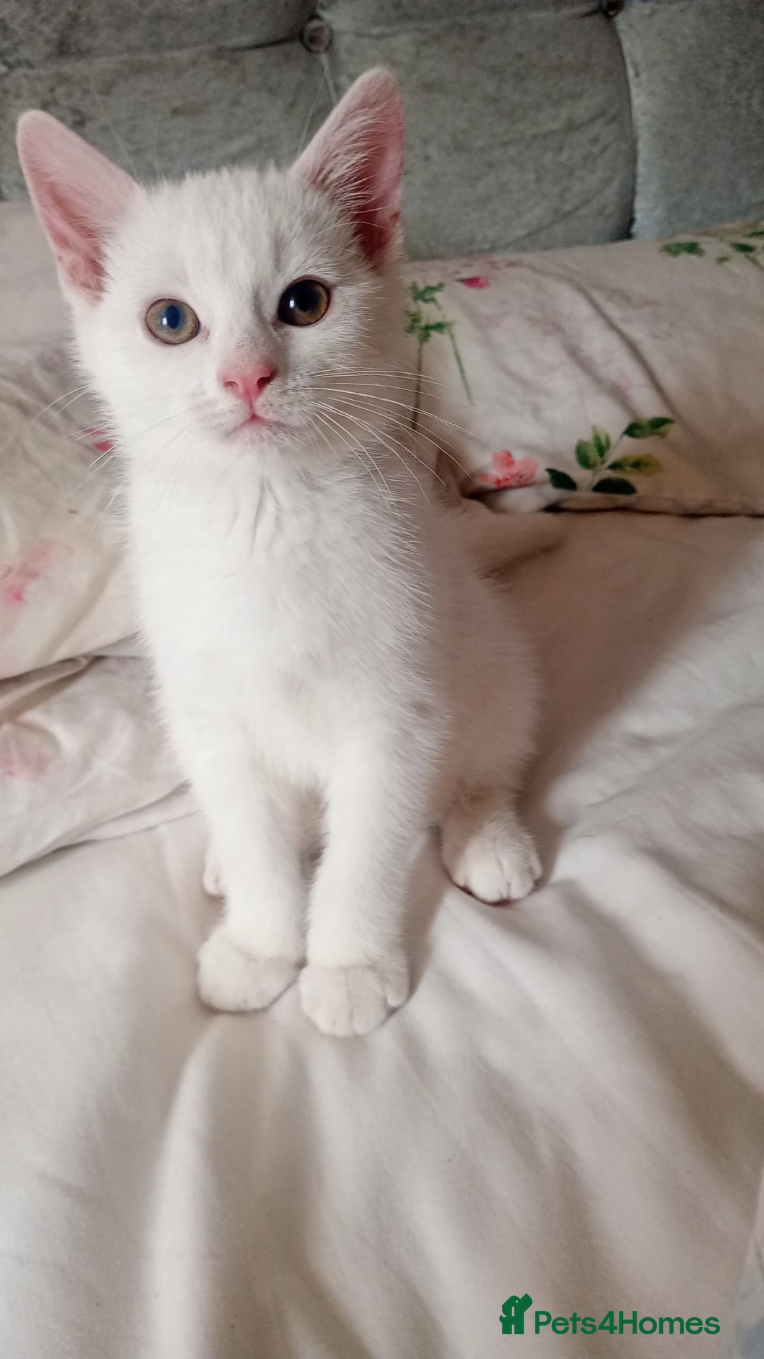 Mixed Breed cats for sale: 1 male 1 female  - Image 2