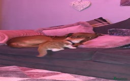 Mixed Breed dogs for sale: Boss  - Image 10