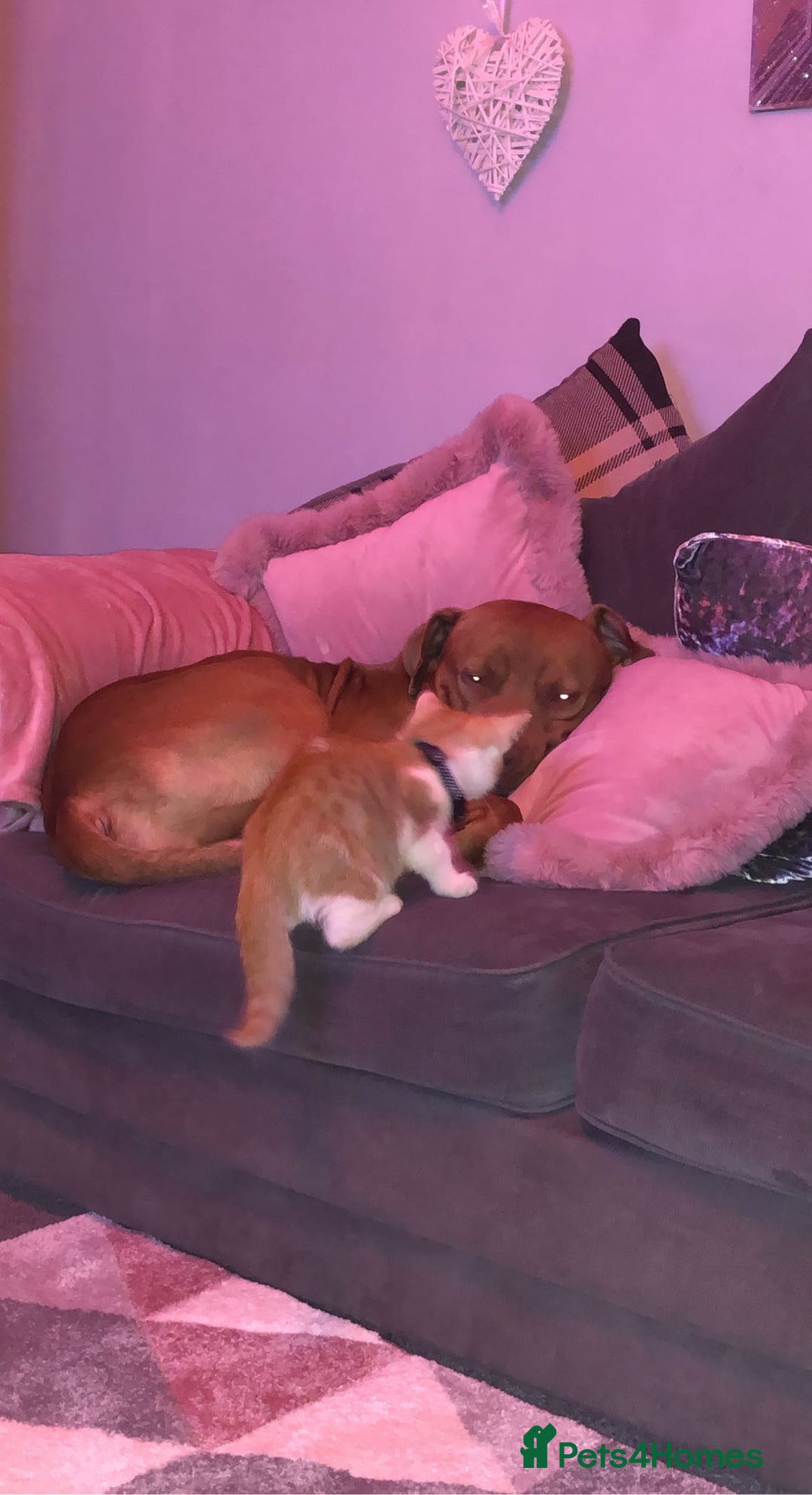 Mixed Breed dogs for sale: Boss  - Image 10