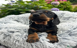 Miniature Dachshund dogs for sale: Kc reg PRA clear miniature dachshund puppies  - Image 19