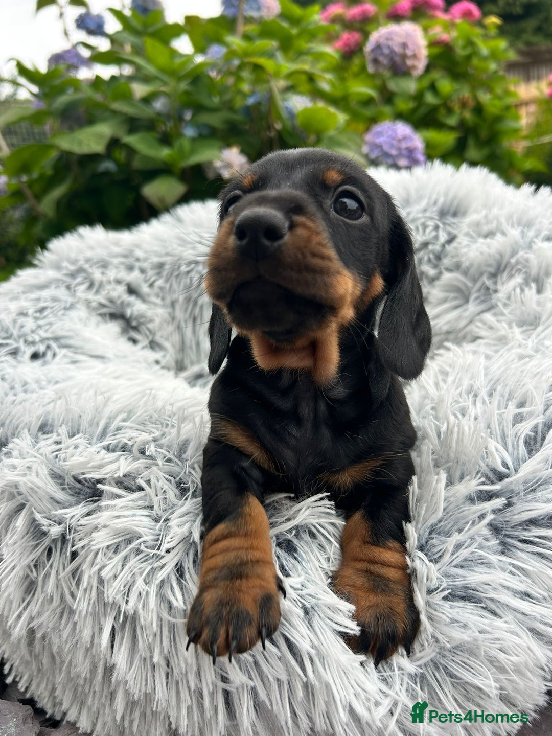 Miniature Dachshund dogs for sale: Kc reg PRA clear miniature dachshund puppies  - Image 19