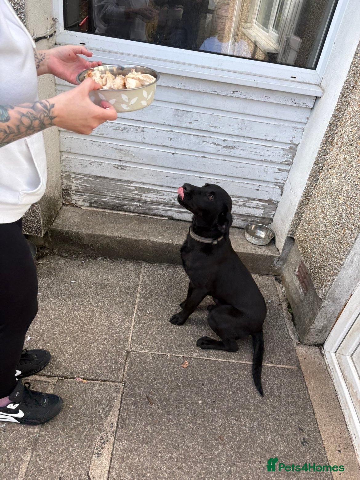 Labrador Retriever dogs for sale: Full male/ black Labrador 7months for sale  - Advert 3