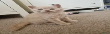 British Shorthair 3