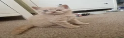 British Shorthair cats for sale: Beautiful British Shorthair Kittens 😻 - Advert 30