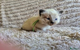 Ragdoll cats for sale: Beautiful Mink Seal Ragdolls  - Image 9