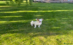 Jack Russell dogs for stud: Beautiful Jack Russell for Stud  - Image 2