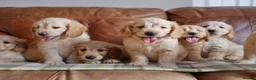 Mini Goldendoodle dogs for sale: Stunning F1 Health Tested Miniature Goldendoodles - Advert 5