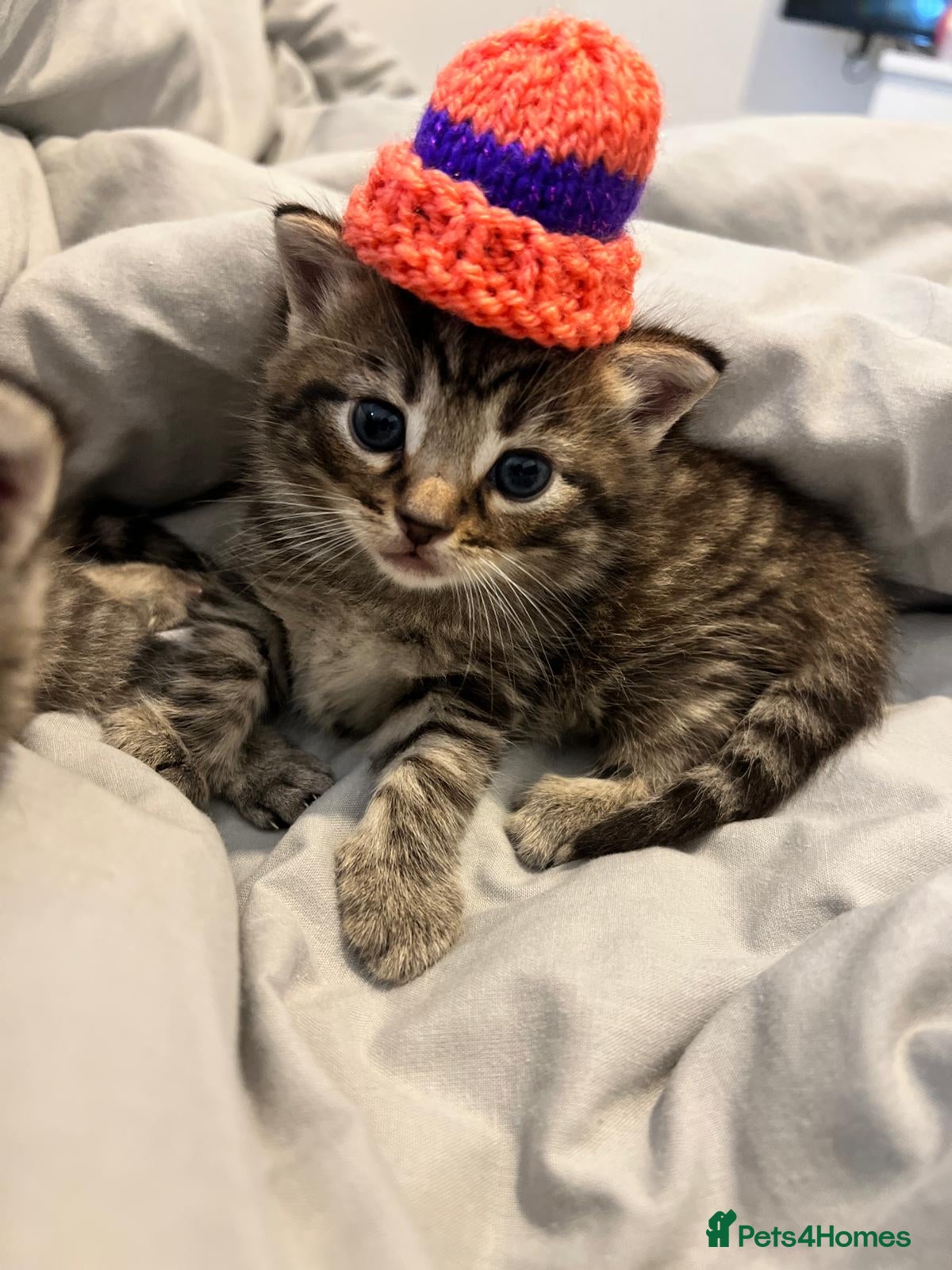 Mixed Breed cats Kiittens for sale - Advert 1