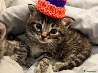 Mixed Breed cats Kiittens for sale - Advert 1