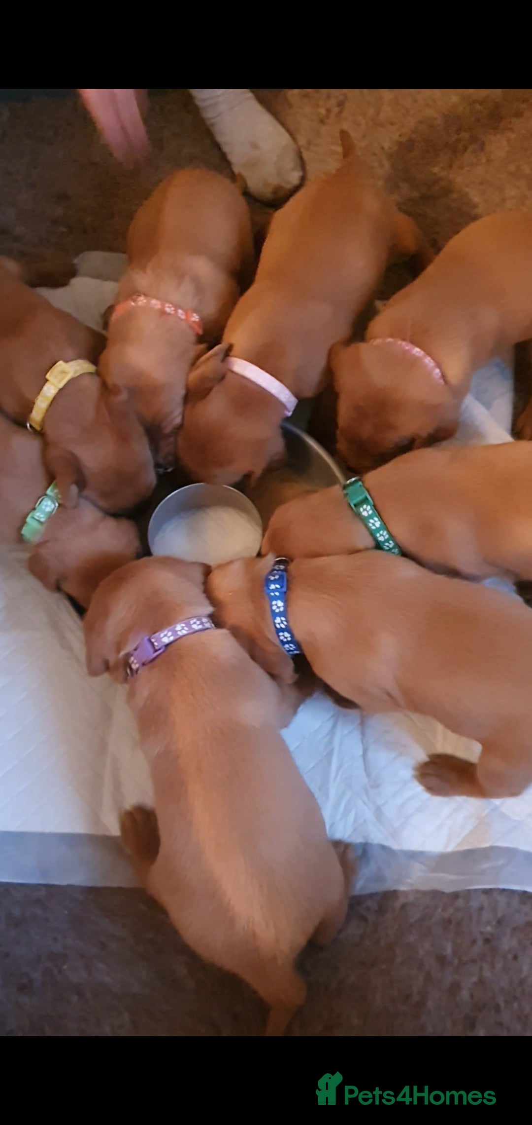 Labrador Retriever dogs for sale: **Only 2 Girls Left** Fox Red Labrador Puppies - Image 18