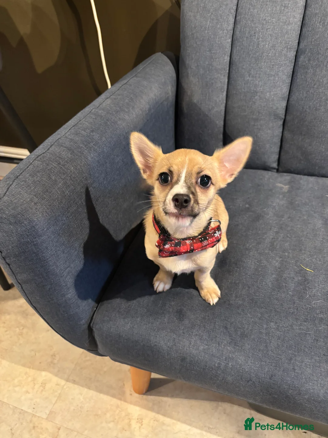 Mixed Breed dogs for sale: Chihuahua cross JRT 8 months old in Newport - Advert 2