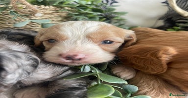 Cavapoo dogs - Advert 16